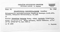 Melampsorella elatina image